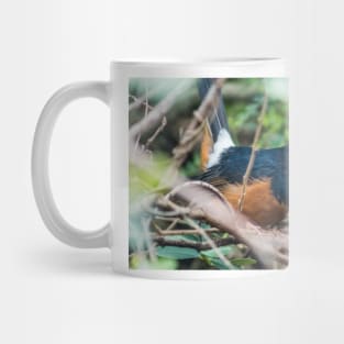 White-rumped shama Mug